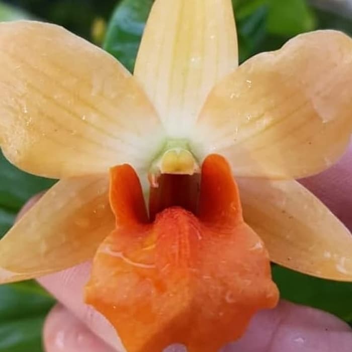 Anggrek Dendrobium Frosty Orange
