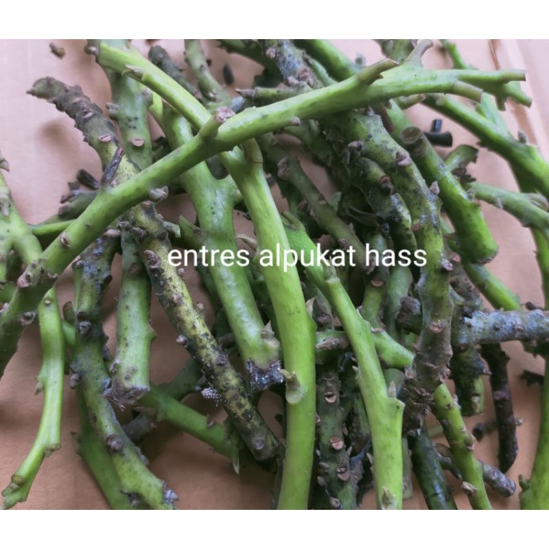 entres alpukat jenis hass (original)