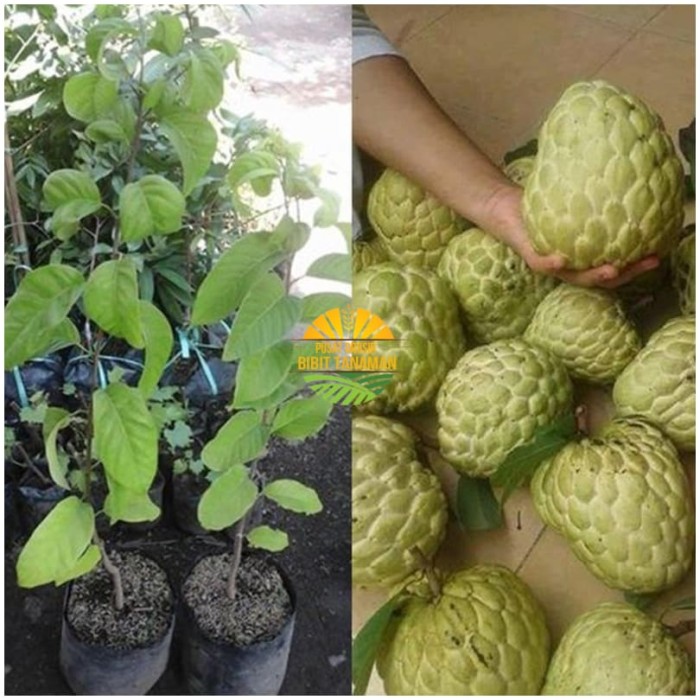 bibit srikaya jumbo