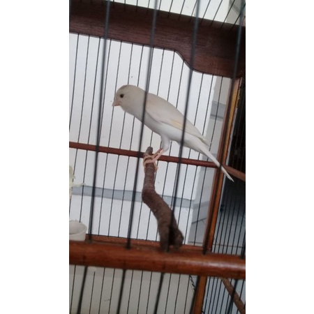Kenari F1 Warna putih