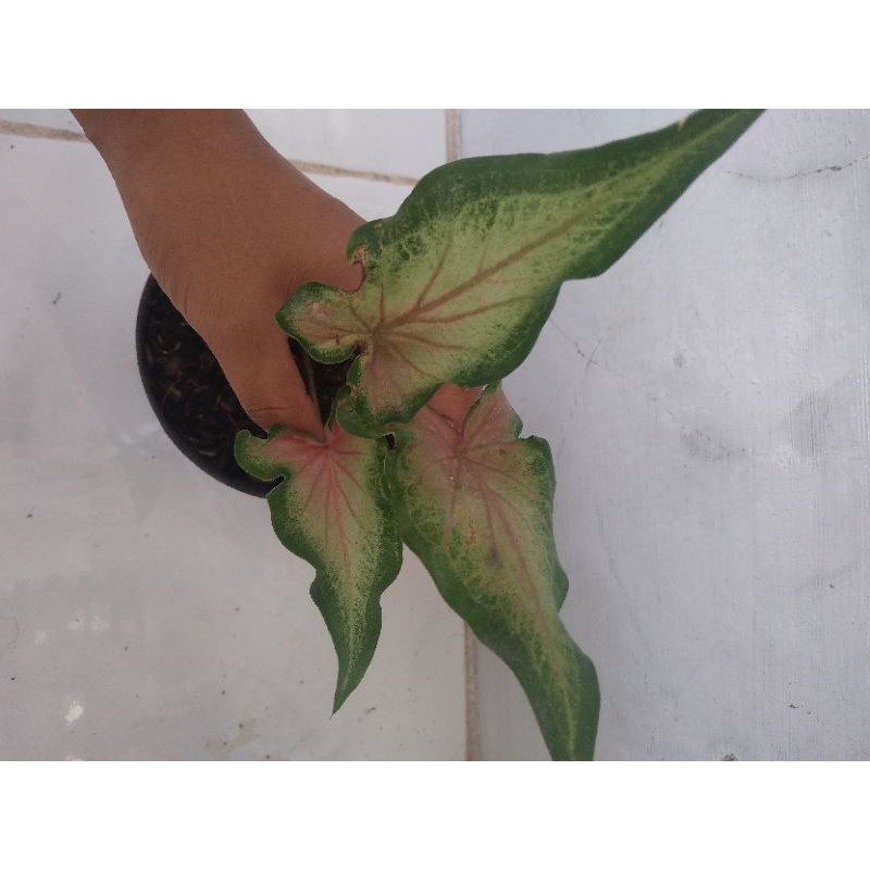 Caladium/keladi keris