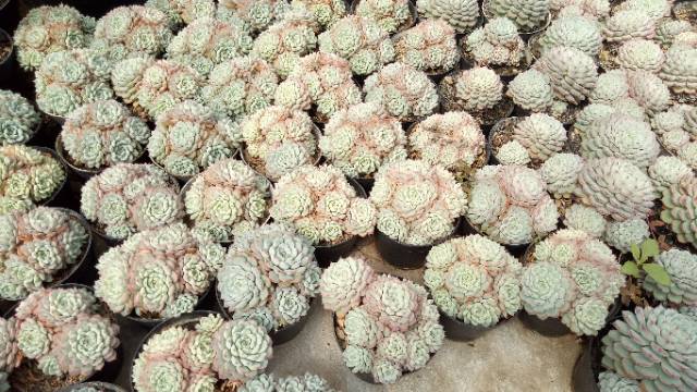 Echeveria Minima Cluster