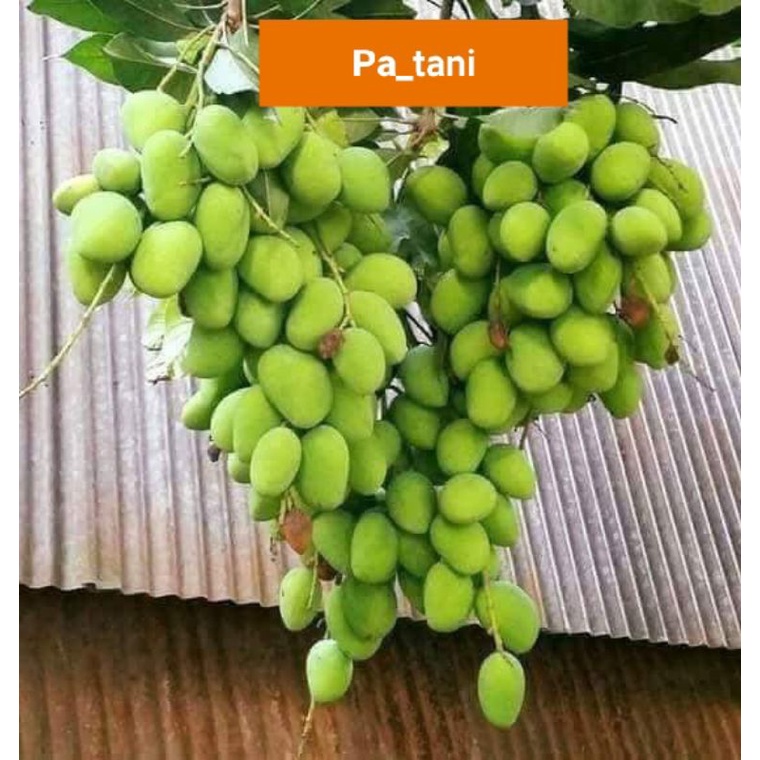 

Mangga muda