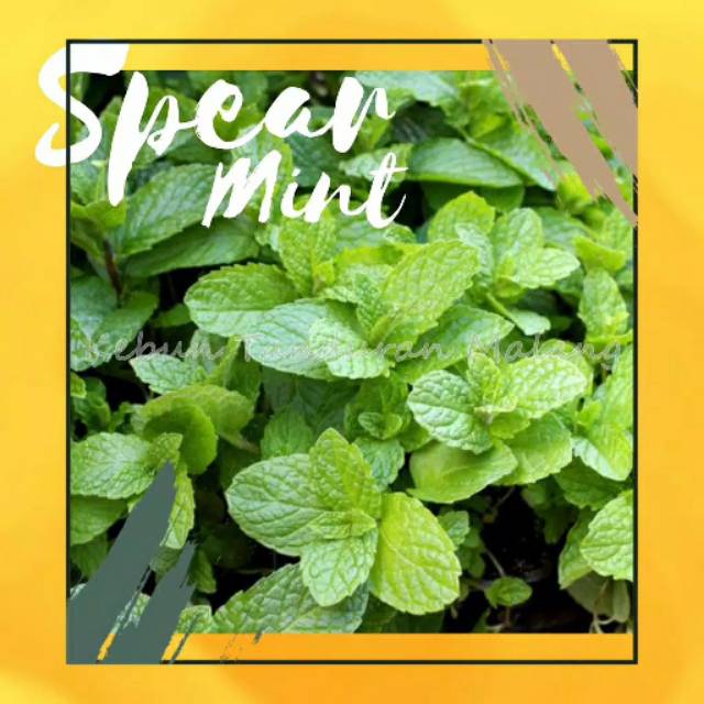 Bibit daun mint unggul