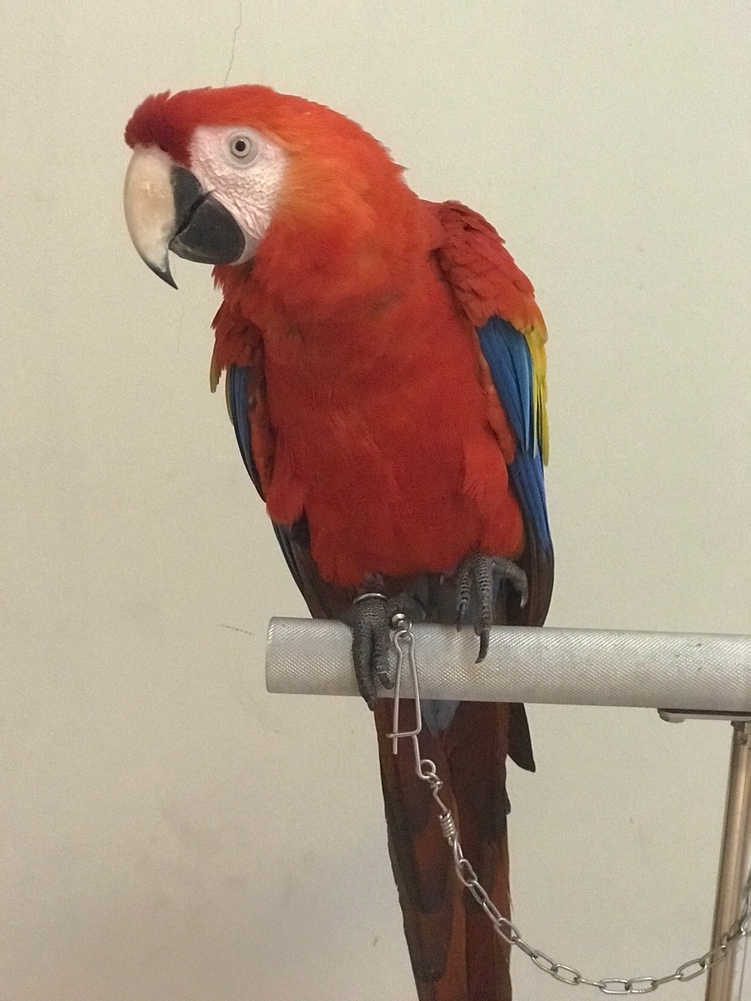 Pegangan Pintu Rumah 30cm Suling 34v 30.01 Vetano 2pasang + Body Pelor