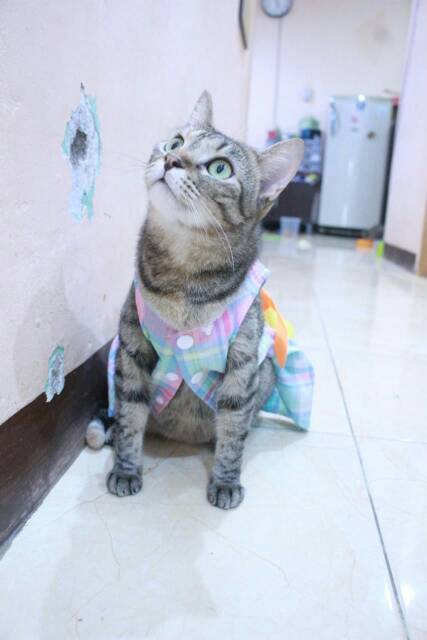 Dress kotak-kotak pelangi lucu untuk kucing dan anjing size S M L XL