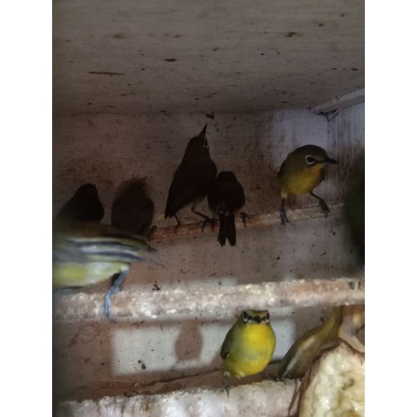 Pleci ori pacitan