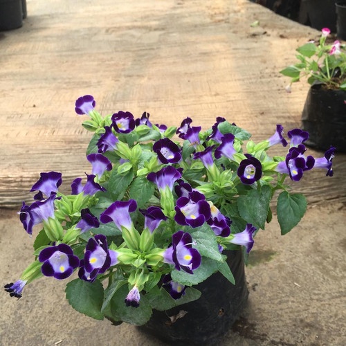 Teronia ungu  (Torenia fournieri )berbunga - tanaman hias teronia tanaman gantung pot gantung