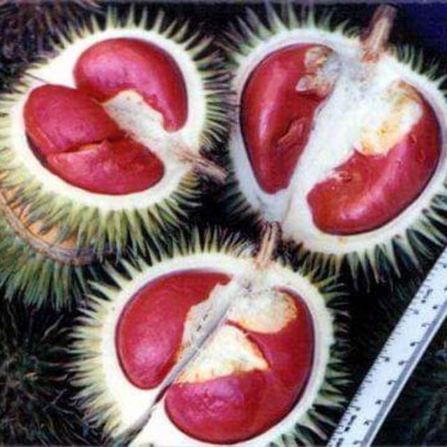 BIBIT DURIAN MERAH KAKI 3 SUPER UNGGUL