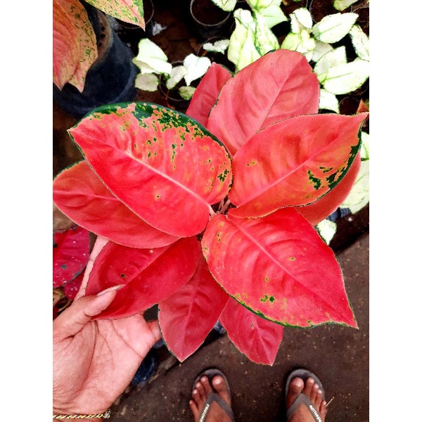Tanaman Hias Aglonema Kochin Tembaga Merah / Tanaman hias bunga aglonema aglaonema Kochin Tembaga Me