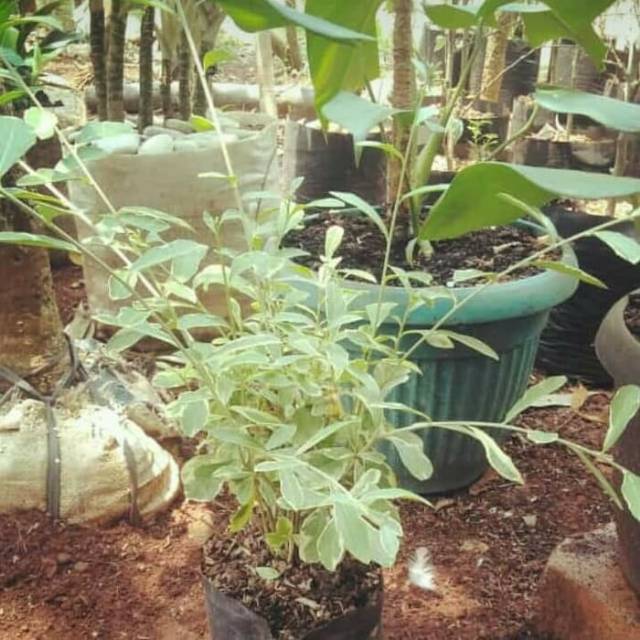 Taman hias lee kwan yew varigata