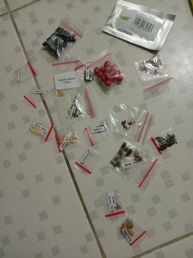 Benih Timun Mini / Baby Cucumber