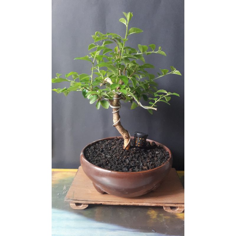 Bahan bonsai sisir