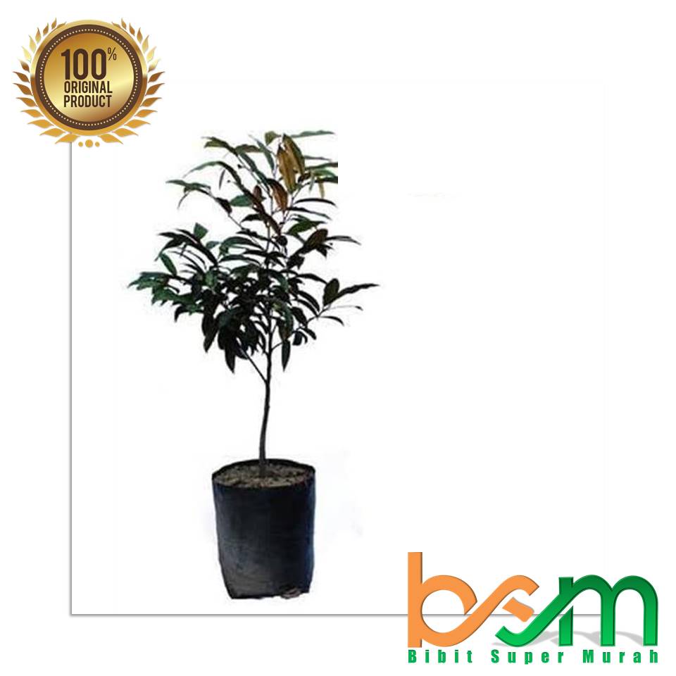 Kenitu Unggu Tinggi 60 Cm Valid Bergaransi