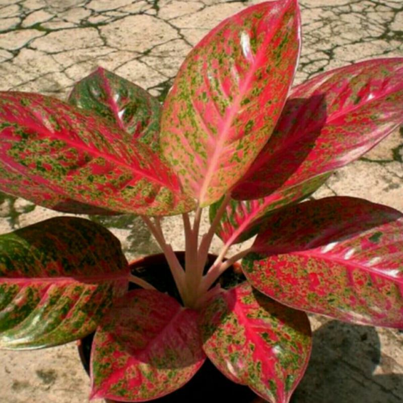 Tanaman hias Aglaonema Stardust orange - aglonema - aglo