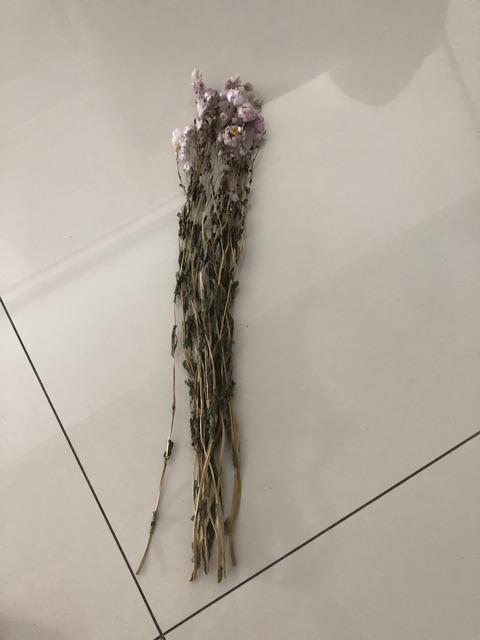 Acroclinium Rodanthe Manglesii Bunga Kering Asli 1 Ikat Import Dried Flower Preserved Flower