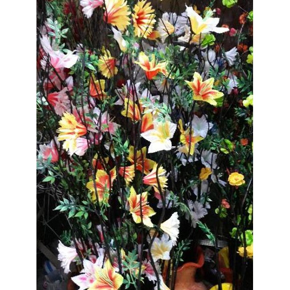 {Original} Bunga bambu ulir bambu cendani kering