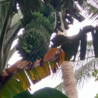  pisang kepok tanjung  Shopee Indonesia