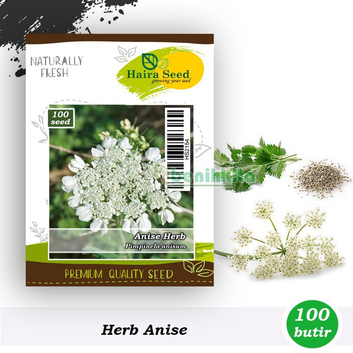 Benih-Bibit Herb Anise (Haira Seed)