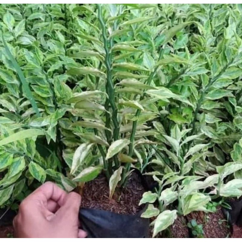tanaman hias patah tulang/tanaman patah tulang
