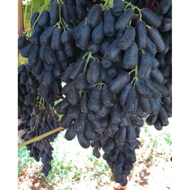 Bibit Anggur Moondrop