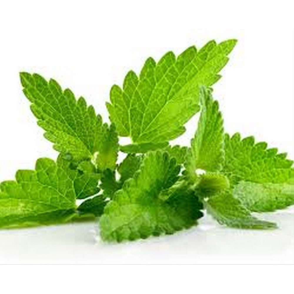 

DAUN MINT 100GR