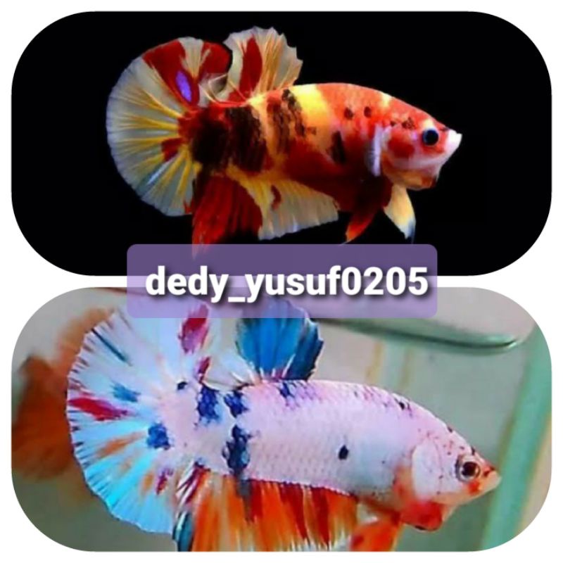

sepasang nemo koy multi galxy 80% up murah-meriah