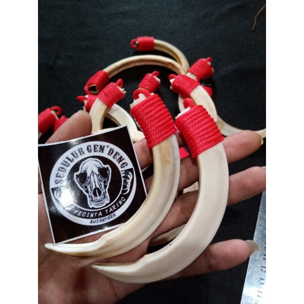 Kalung Taring babi Asli 100% 10CM Tinggal Pakai