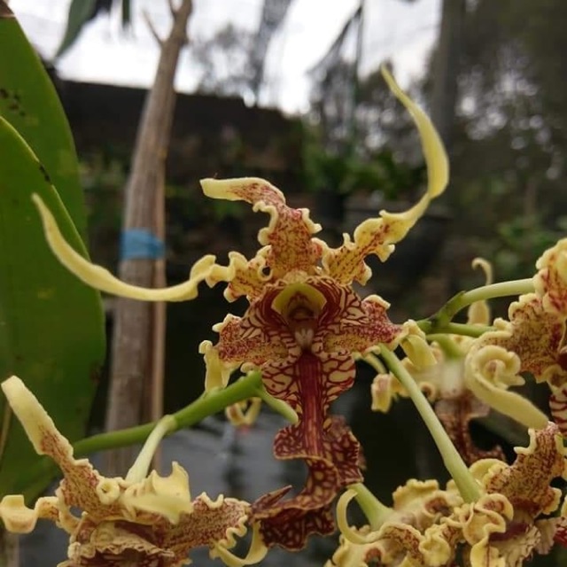 Dendrobium Spectabile