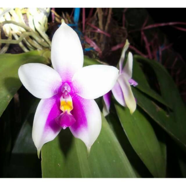 

Phalaenopsis Bellina spesies Sanggau-Kalbar