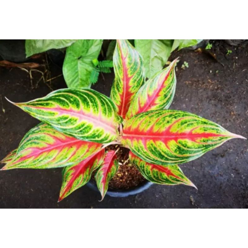 red panama