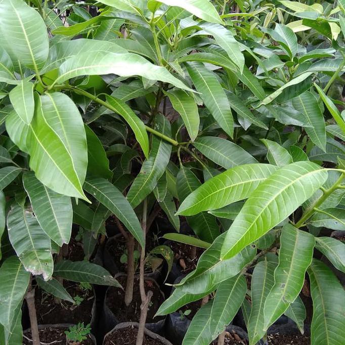 super Tanaman mangga arum manis/gedong gincu/mangga kelapa *_$