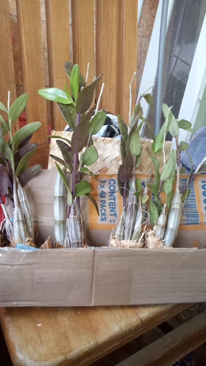 Angrek Dendrodium/merpati Remaja Siap Berbunga