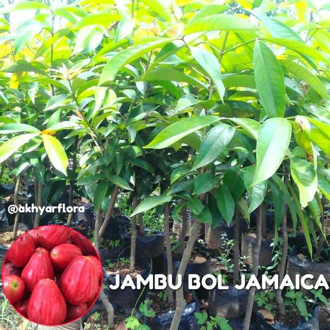 Bibit Jambu Bol Jamaica Tanaman Buah Jambu Jamaica Bibit Buah Jambu Xina