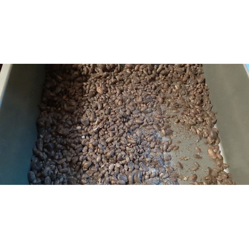 

Dubia Pakan 1-2 cm per paket isi 50 ekor