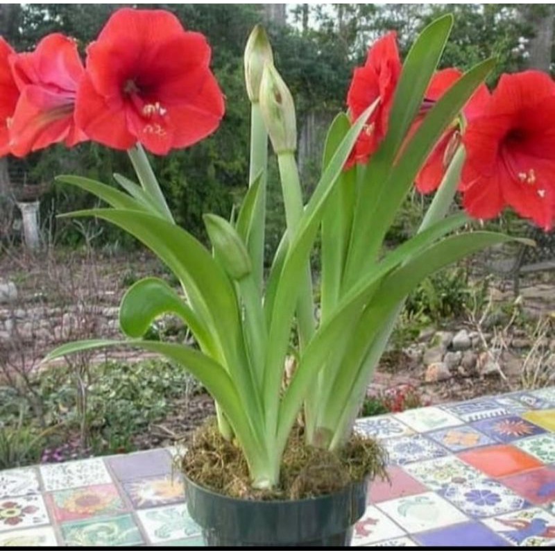 tanaman hias bakung/bunga bakung merah