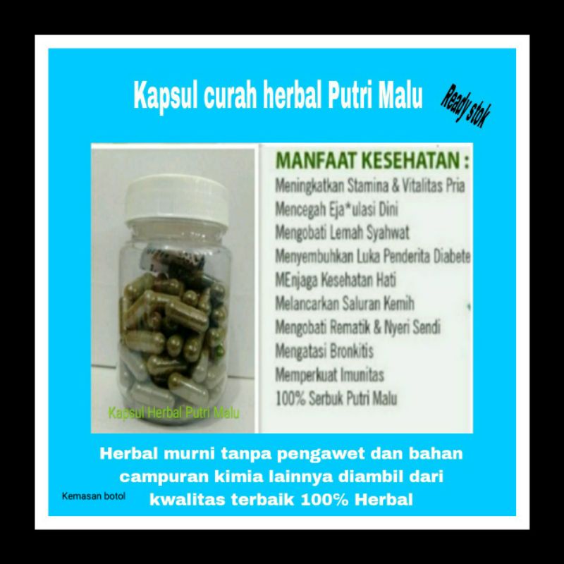 Kapsul Daun Putri Malu Kemasan botol