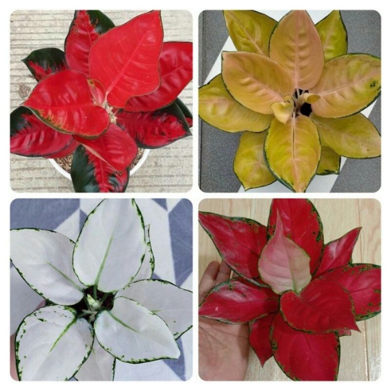Tanaman Hias paket  4 aglonema / paket 4 bonggol bertunas aglonema bibit bonggol