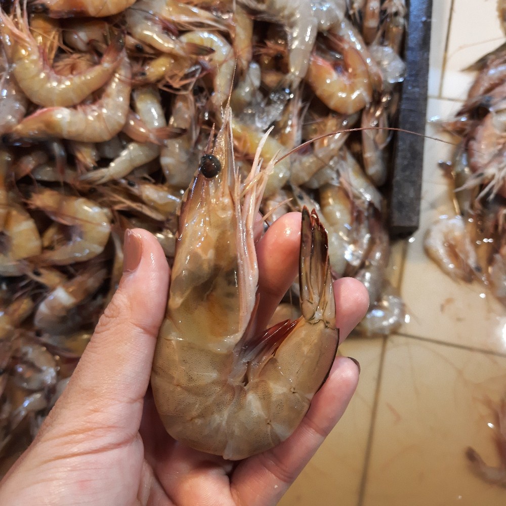 

Udang Wangkang Pukat Segar