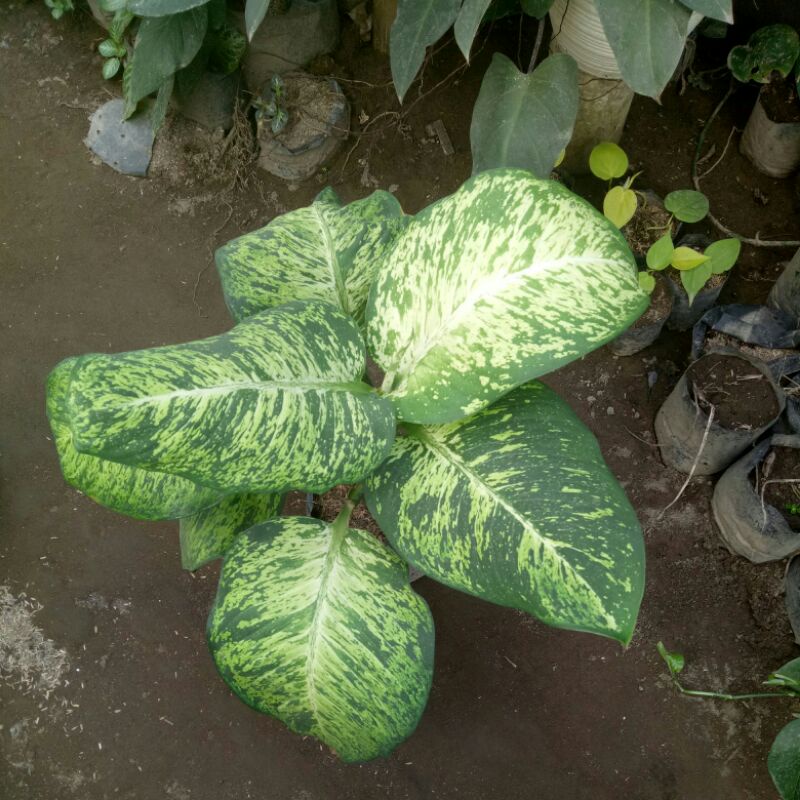 tanaman hias diven anggun ayu