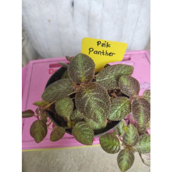 episcia pink panther