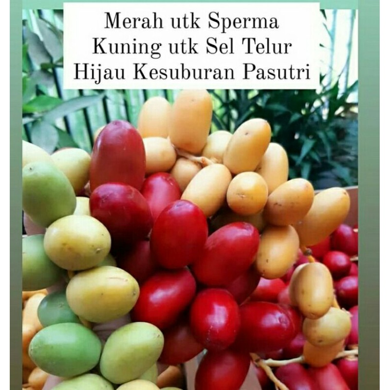 

kurma muda kuning