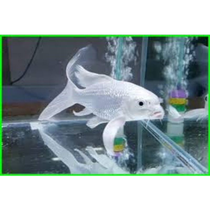 Hiasan aquarium / ikan hias koi platinum bersih slayer(kualitas bagus)