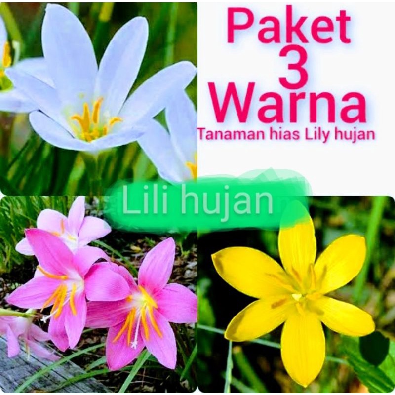 Paket Bunga Lili Hujan isi 3 Warna