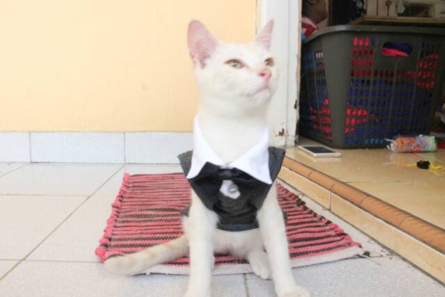 Kaos tuxedo warna abu-abu gorilla untuk kucing / baju kucing dan aksesoris murah size S M L XL