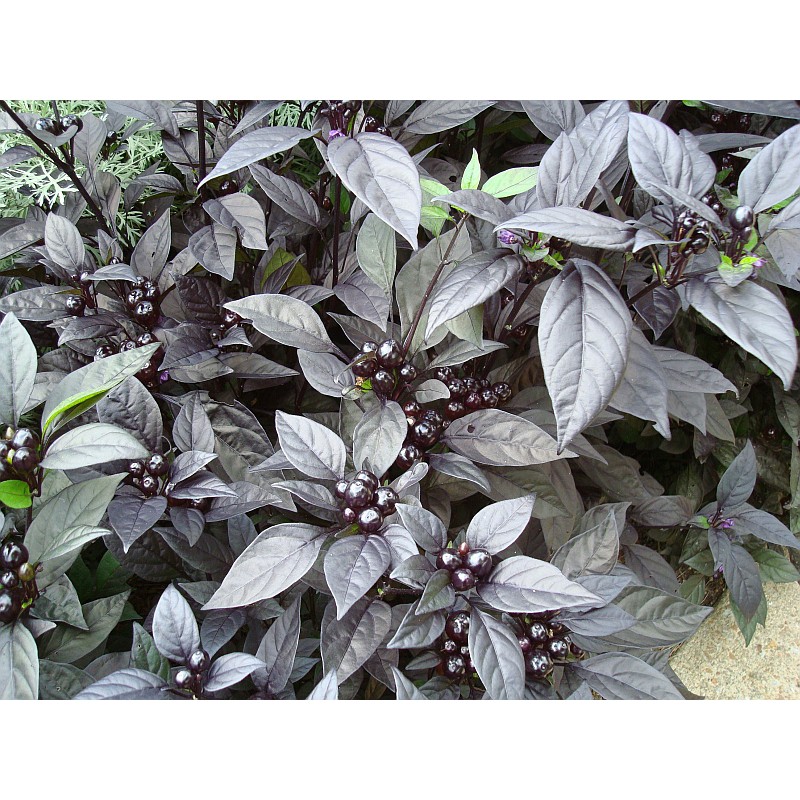 Benih-Bibit Cabe Hias Black Pearl (Haira Seed)