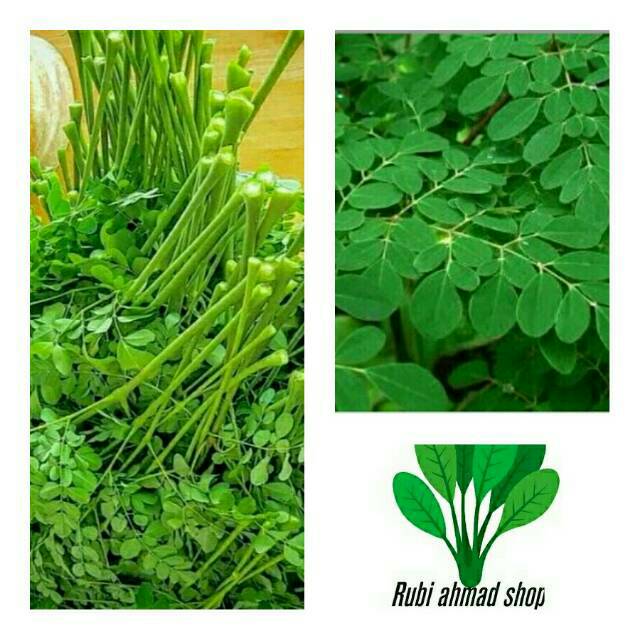 

Daun kelor segar 1kg(obat herbal)