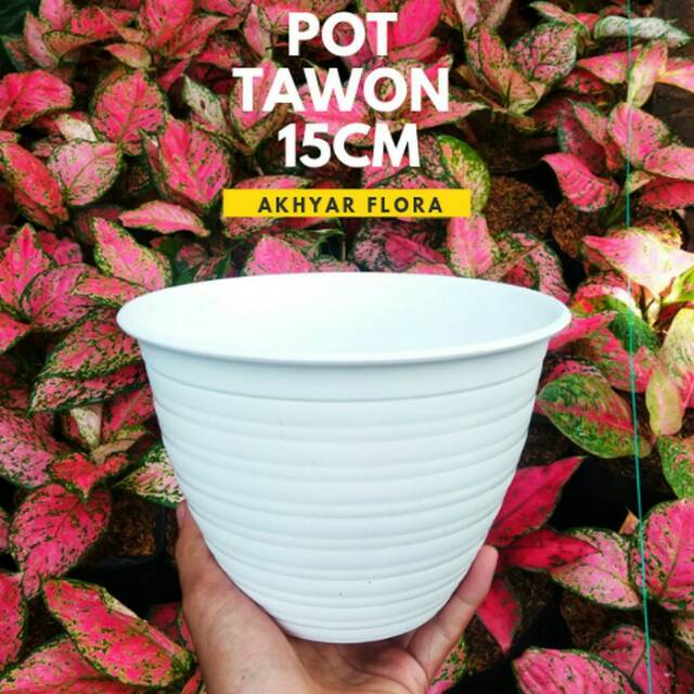 Pot Bunga Tawon Putih Ukuran 15cm Pot Bunga Tawon Putih