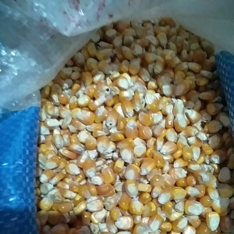

jagung mentah murah harga perkilo