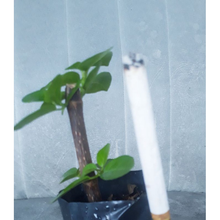 bahan bonsai sancang mame